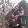 外観(春)